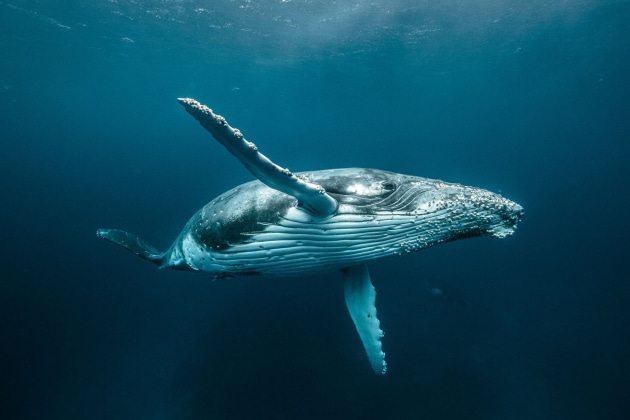 Wildlife category winner, Karim Iliya, Haiku, USA.