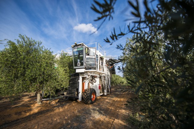 Cobram Estate olive harvesting.