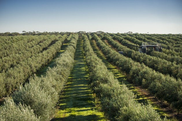 Cobram Estate.