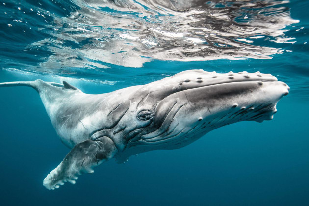 Wildlife category winner, Karim Iliya, Haiku, USA.