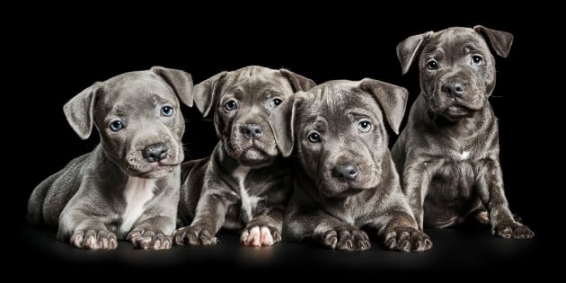 Staffy puppies. &copy; Ken Drake.