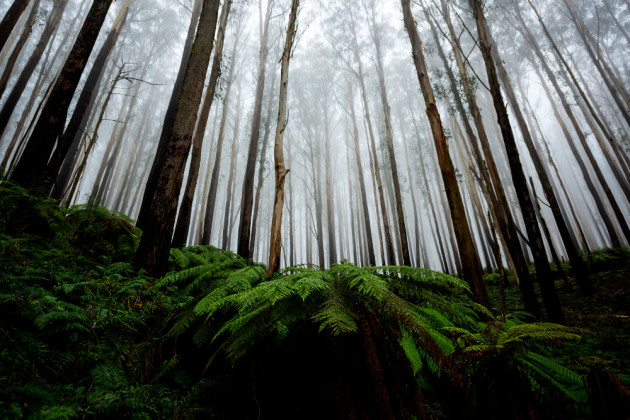 Fern and trees. &copy; Lauren Bath