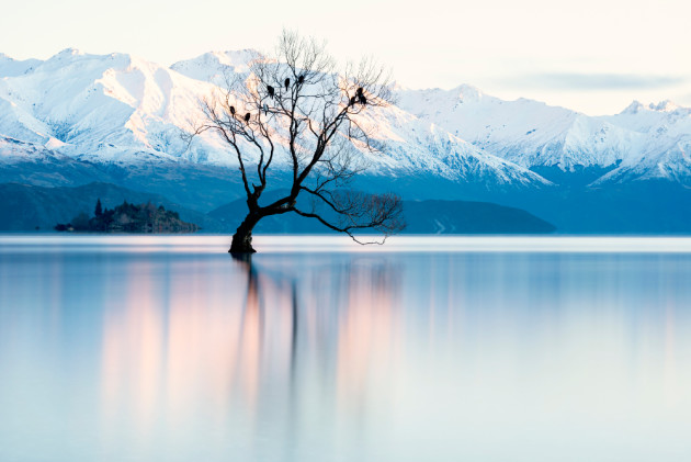 That Wanaka tree. &copy; Lauren Bath