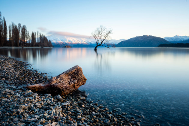 The Tree. &copy; Lauren Bath