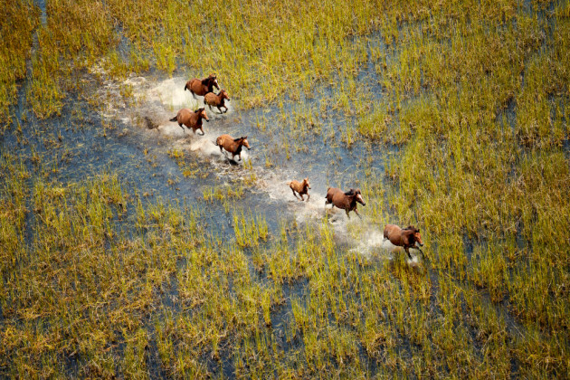 Wild horses. &copy; Lauren Bath
