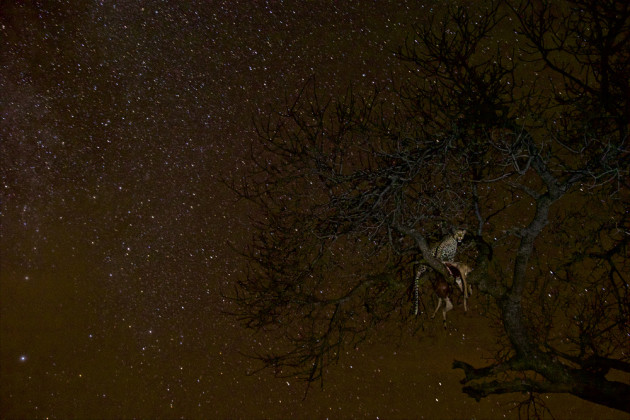 A creative combination of Wildlife and Astrophotography. A leopard and its prey are highlighted against the starry night sky. 1st Prize - Wildlife. &copy; Steven Winter (USA).