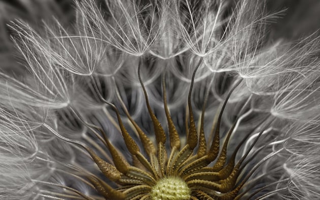 2nd Place. Image by Dr. Havi Sarfaty, Eyecare Clinic
Yahud-Monoson, Israel. 
Subject Matter: Senecio vulgaris (a flowering plant) seed head 
Magnification: 2x.