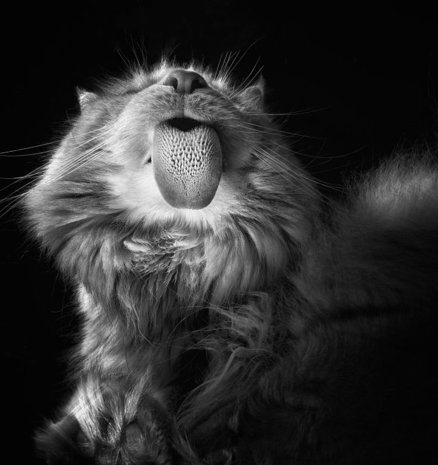 &copy; Stephane Thomas. Runner-up, Animal &ndash; Australasia's Top Emerging Photographers 2021.