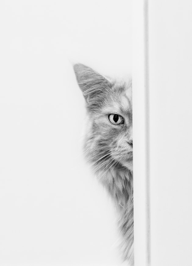 &copy; Stephane Thomas. Runner-up, Animal &ndash; Australasia's Top Emerging Photographers 2021.