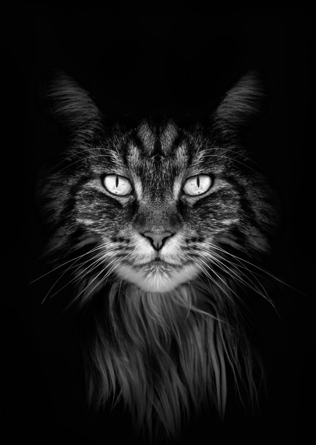 &copy; Stephane Thomas. Runner-up, Animal &ndash; Australasia's Top Emerging Photographers 2021.