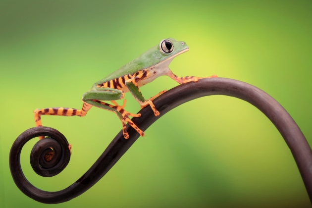 &copy; Renee Doyle. Runner-up, Animal &ndash; Australasia's Top Emerging Photographers 2020.