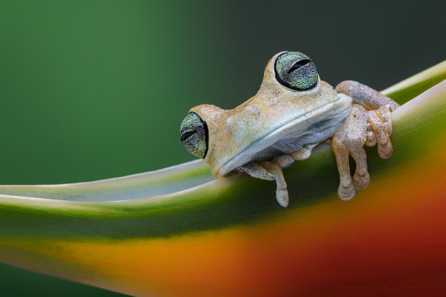 &copy; Renee Doyle. Runner-up, Animal &ndash; Australasia's Top Emerging Photographers 2020.