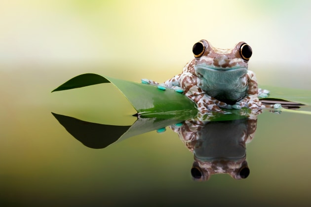 &copy; Renee Doyle. Runner-up, Animal &ndash; Australasia's Top Emerging Photographers 2020.
