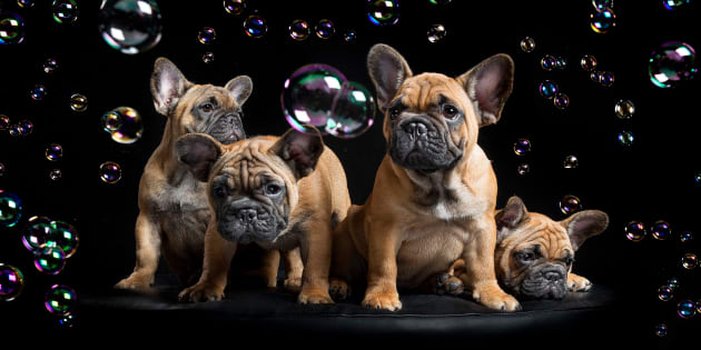 French Bulldog puppies. &copy; Ken Drake.