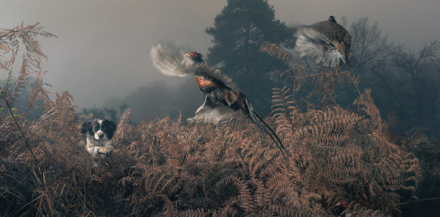 Penny working the bracken, 2009. &copy; Tim Flach.