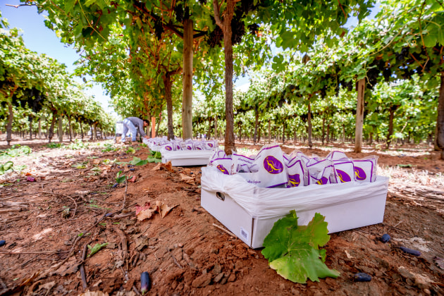 Technology provider Result Group will apply unique serialised GS1 Digital Link-enabled QR code labels to export table grapes, allowing the automated collection of data from farm and supply chain.