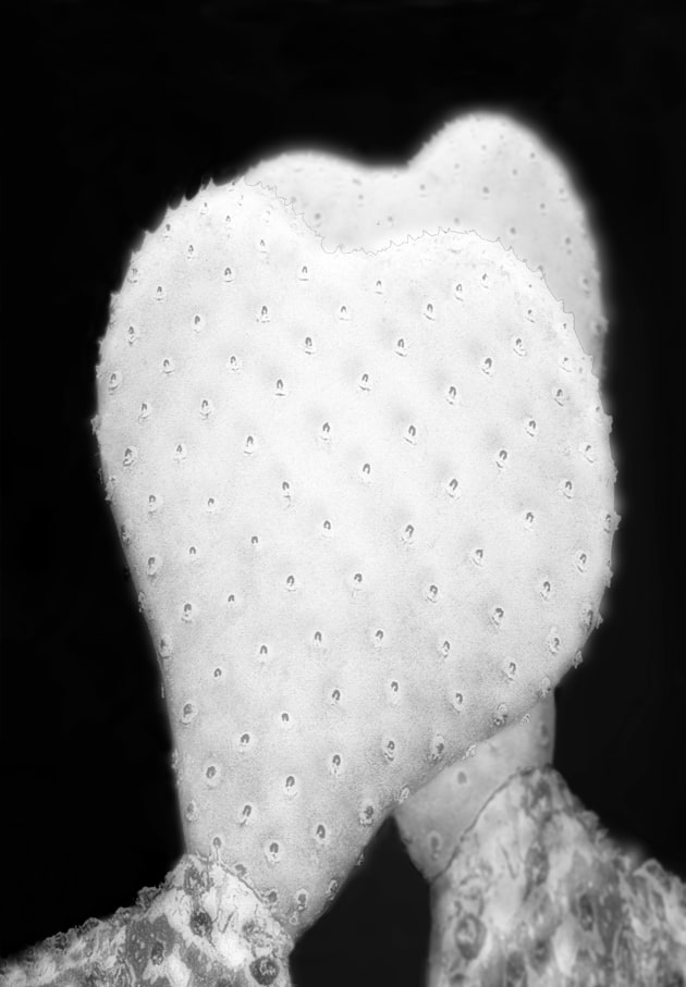 2013 winner. &copy; Pat Brassington. Shadow boxer, 2013, from the series, Quill. Pigment ink-jet print 72 x 50cm. Monash Gallery of Art, City of Monash Collection. Courtesy of the artist and ARC ONE Gallery (Melbourne).