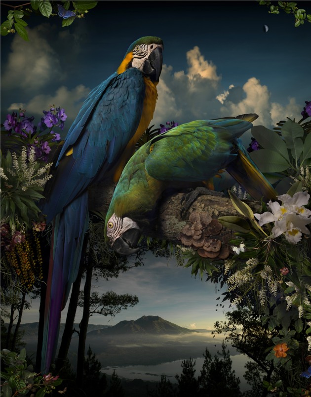 2015 winner. &copy; Joseph McGlennon. Florilegium #1, 2014,
from the series, Florilegium. Pigment ink-jet print 127 x 100cm.
Monash Gallery of Art, City of Monash Collection
courtesy of the artist and Michael Reid (Sydney + Berlin).
