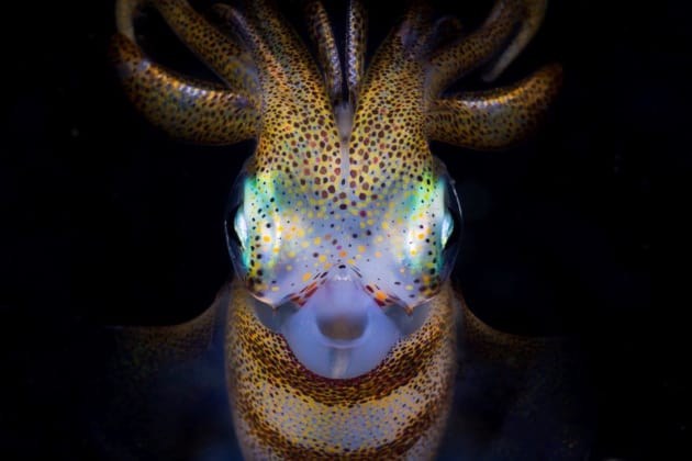 20,000 ISO under the sea. &copy; Matty Smith.