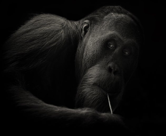 &copy; Jennifere Thompson.
