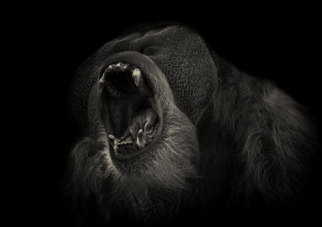 &copy; Jennifere Thompson.
