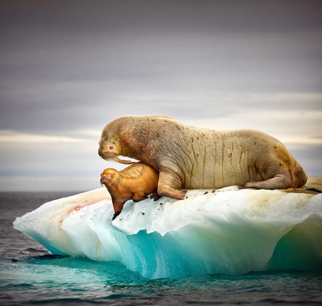 &copy; Peter Eastway APP.L GM.Photog. I P.B. Hon. FNZIPP, FNZIPP, FAIPP, Hon. FAIPP (Nature) &ndash; New South Wales.