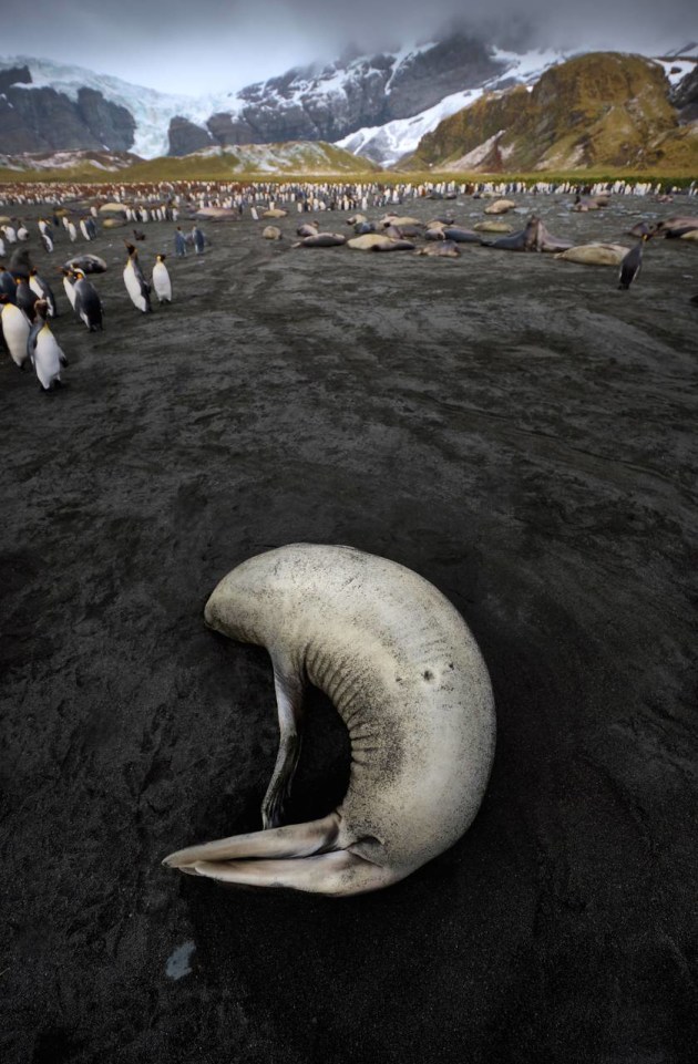 &copy; Peter Eastway APP.L GM.Photog. I P.B. Hon. FNZIPP, FNZIPP, FAIPP, Hon. FAIPP (Nature) &ndash; New South Wales.