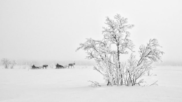 &copy; David Evans APP M.Photog. 2019 AIPP SA Landscape Photographer of the Year and 2019 Highest Scoring Print. Reindeer sledding in Rensj&ouml;n, known as one of the coldest places in Sweden. Marja Kuhmunen and her father, Nils Anders Kuhmunen are a S&aacute;mi reindeer herding family and part of a traditional way of life that is slowly decreasing as competing interests such as forestry, mining and development make life hard for the herders.