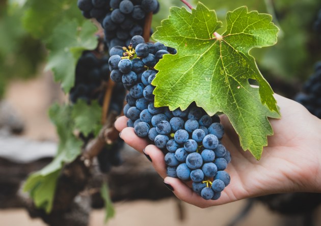 In 1998-99, vines from Magill Estate and Kalimna Heritage Selection were planted at Penfolds&rsquo; newly purchased Camatta Hills Estate, Paso Robles in California. Grapes from these vines are a major part of the inaugural 2018 California Collection.