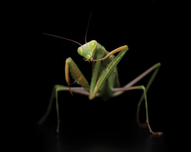 Praying mantis, 2014. &copy; Alex Cearns.
