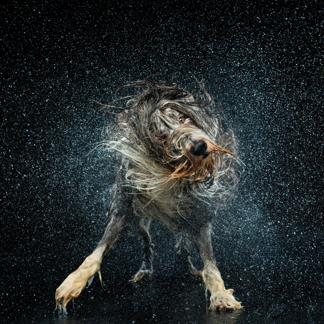 Sonic, the Bearded Collie loves to play in the water. This photo has won many awards including Platinum Award and Grand Prize for Portraiture at WPPI 2014 and Gold Award at APPA 2013. &copy; Ken Drake.
