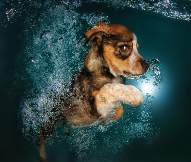 Ginger, the Border Collie mix, from the book, Underwater Puppies. &copy; Seth Casteel.