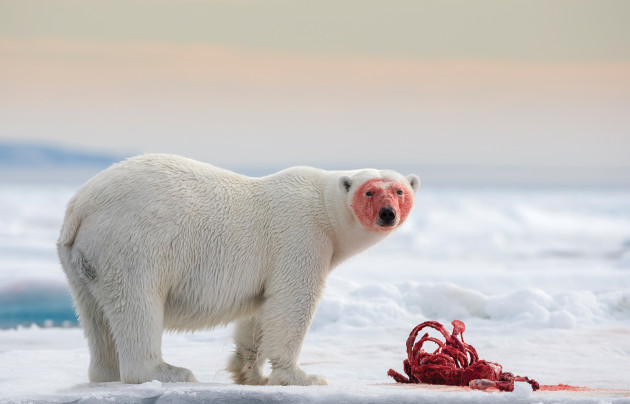 A polar bear stares up from a fresh seal kill on the pack ice at 81&deg; , north of Svalbard under the midnight sun. &copy; Joshua Holko.