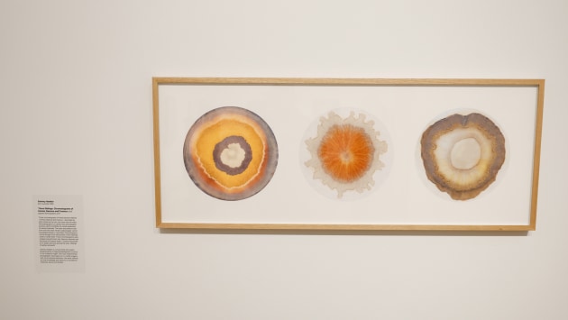 Three Siblings: Chromatograms of Emmie, Rasmus and Cosmos, 2026. Photo: Sammy Hawker. 
The National Photographic Portrait Prize 2026. Image: Tim Levy