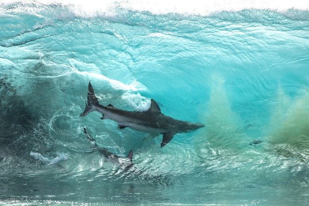 &copy; Sean Scott. "A rare moment over in Red Bluff, WA. I was fortunate enough to encounter hundreds of sharks feeding on bait balls off the shore. I shot majority of it from the air on my drone, but I pulled out my DSLR once I saw them pushing closer and closer to the shoreline."