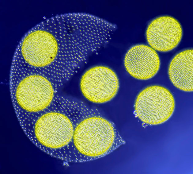 3rd Place. Image by Jean-Marc Babalian, Nantes, France.
Subject Matter: Living Volvox algae releasing its daughter colonies.
Magnification: 100x.