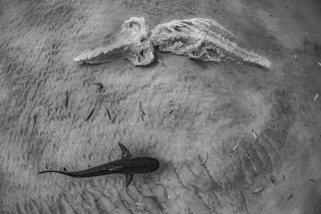 Animals, 3rd place, Ashlee Jansen, Nature's Prey.