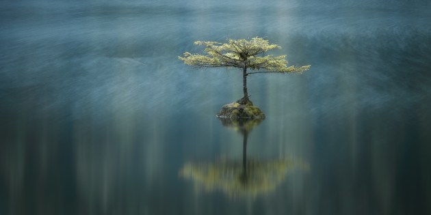 &copy; Adam Gibbs, Canada. 2017 Carolyn Mitchum Award Winner 3rd Place.
Temperate Breeze, Fairy Lake, Port Renfrew, Vancouver Island, British Columbia, Canada.
"The Fairy Lake fir is like an old friend. Each time I drive out to Port Renfrew I always make a point of stopping at Fairy Lake to check in to see if my old friend is still hanging in there.
The first time that I discovered this little Douglas fir was on my first photography trip to the southwest coast of Vancouver Island in 2009. At first, I couldn&rsquo;t see how a tree could survive in the middle of a lake. After some scrutiny, I realised that the fir had taken root on a massive old growth stump that had lodged itself into the bottom of the lake. At first glance, I thought that perhaps the conifer was a small sapling that had only recently taken root. However, it turns out that the Fairy Lake fir is at least thirty years old and known well in the community of Port Renfrew."