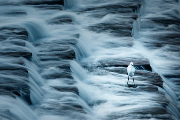 Water flows steadily from a reservoir, collecting all but the most determined in its dream-like stream. 3rd Prize - Wildlife. &copy; (China).