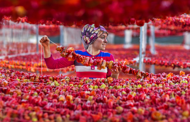 &copy; Zeki Yavuzak. 
3rd Prize &ndash; Life in Colur category. In Aydin, Turkey, red peppers, eggplants and zucchinis are string-dried in the summer in preparation for the cold winter months. Women, teenagers and children work this delicate and careful job as a way of earning extra money in the summer - a common practice in that part of the country. The girl in the photograph is a local high school student who works this job as a means of helping her family as well as saving money for the school year ahead.