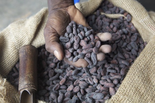Dried cocoa beans in farmers hand. Source: Nestle.