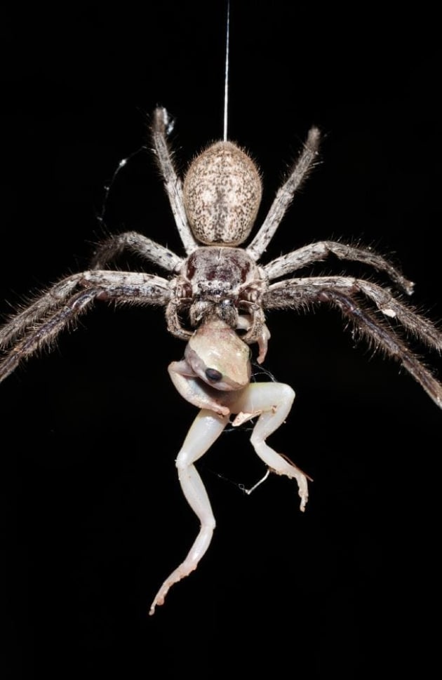 This image by Robert Irwin, the son of the late Steve Irwin, was highly commended.