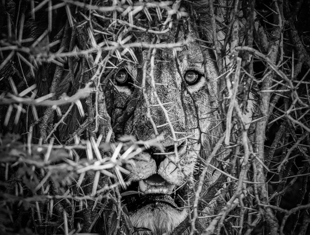 A mesmerising black and white image, the face of a lion emerges from a thicket, catching our eye, ready to pounce. 4th Prize - Wildlife. &copy; Min Ouyang (China).