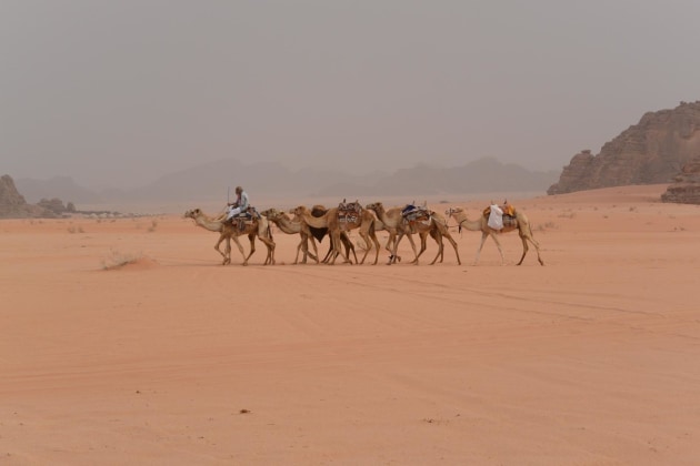 Camel train in Wadi Rum
