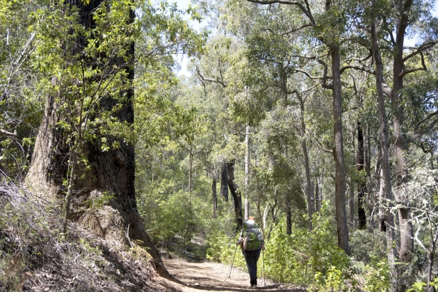 Willman Bilya through the jarrah forest.