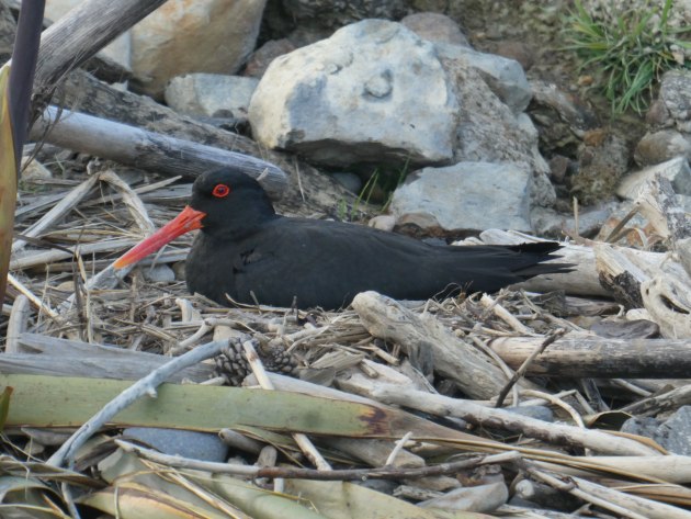 Nesting Oystercatcher, Flea Bay, Day 1.