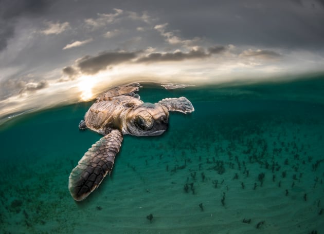 Take My Hand! A tiny hawksbill turtle backlit by the setting sun as it swims out to sea moments after hatching at Lissenung Island PNG. Shooting slow-sync flash brought the image to life by giving it a 3D effect.
&copy; Matty  Smith, Australia, Commended, Open, Wildlife, 2017 Sony World Photography Awards.