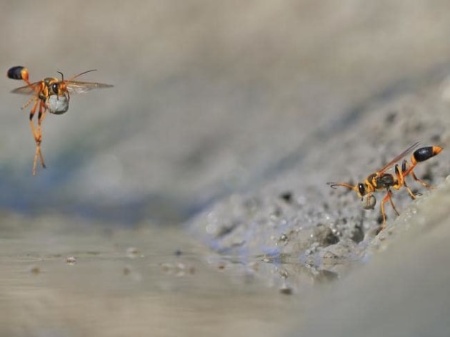 &copy; Georgina Steytler. First place, Invertebrates. Mud-rolling mud-dauber. It was a hot summer day, and the waterhole at Walyormouring Nature Reserve, Western Australia, was buzzing. Georgina had got there early to photograph birds, but her attention was stolen by the industrious slender mud-dauber wasps, distinctive with their stalk-like first abdominal segments. They were females, busy digging in the soft mud at the water&rsquo;s edge, and then rolling the mud into balls to create egg chambers to add to their nearby nests.