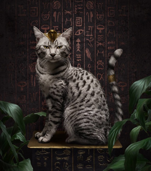Pet/Animal Photographer of the Year &ndash; Angie Connell