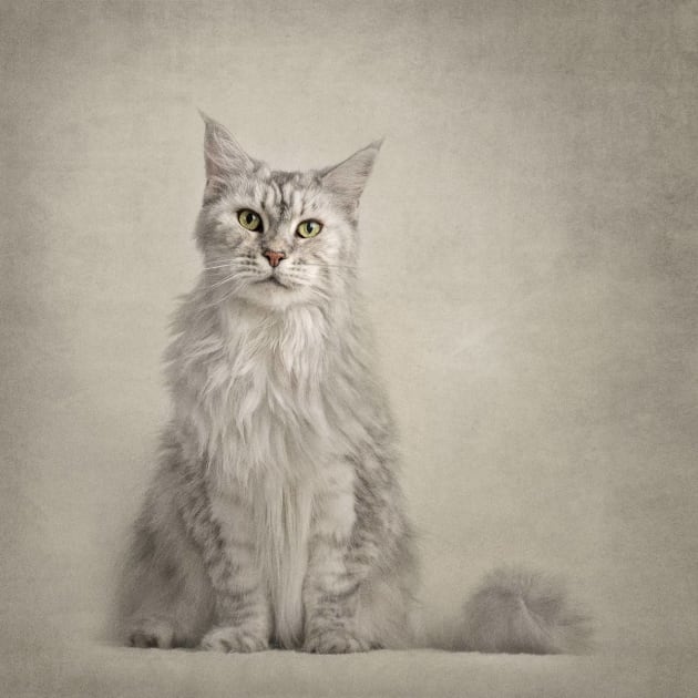 Pet/Animal Photographer of the Year &ndash; Ken Drake.